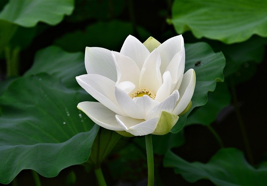 lotus-3031400_960_720