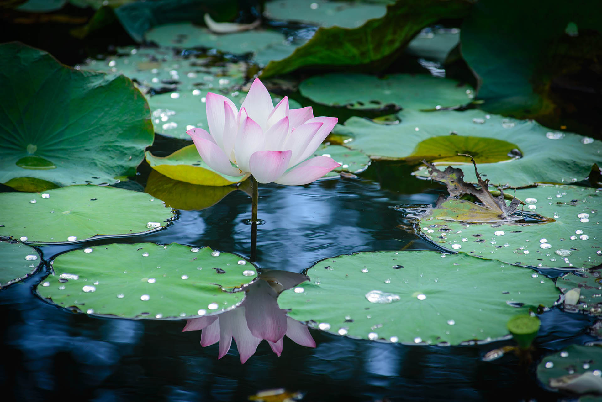 lotus-lily-background-image